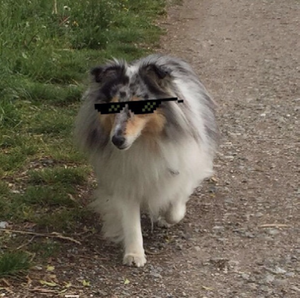 Team Dog